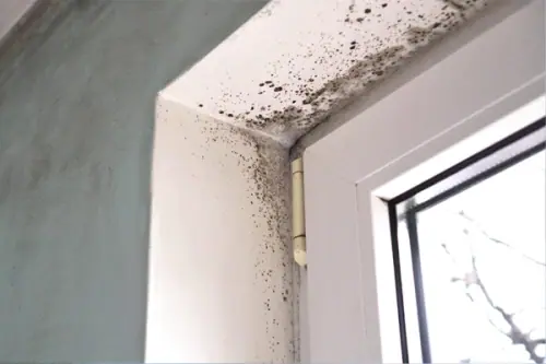Damp Britain – 6 Expert Tips For Mould-Free Homes